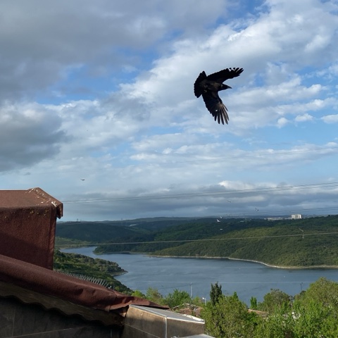 Kara Leş Kargası